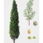 Средиземноморский кипарис (Cupressus sempervirens) из коллекции ботанических иллюстраций «Мир деревьев» (Франция, 60-е гг. XX в.)
