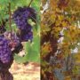 Виноград (Vitis vinifera) — священное растение Диониса