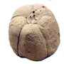 Терракотовый гранат — вотивное подношение в храме Геры в Пестуме