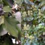 Плющ (Hedera helix) — священное растение Диониса